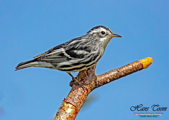 Black-and-White Warbler 202