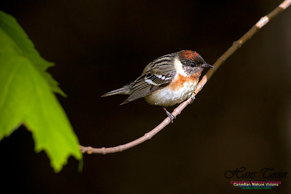 Bay-breasted Warbler