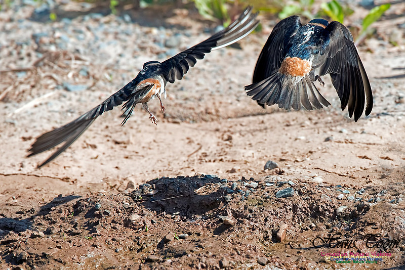 Cliff Swallow