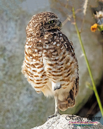 Burrowing Owl 405