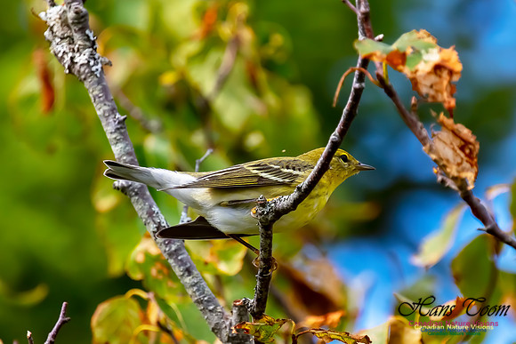 Blackpoll Warbler 301
