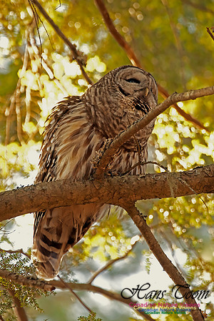 Barred Owl