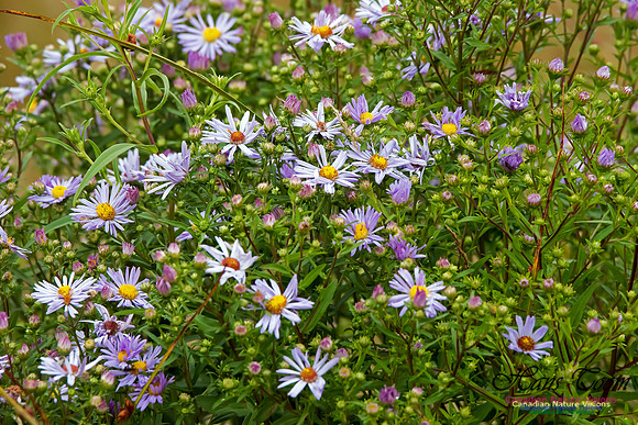 Rush Aster