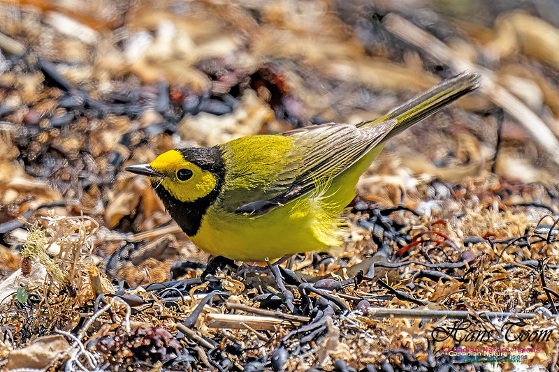 Hooded Warbler 706