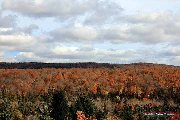 Maple Forest Fall Colours 2016