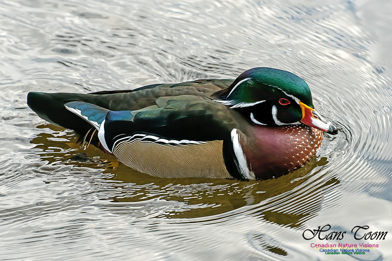 Wood Duck