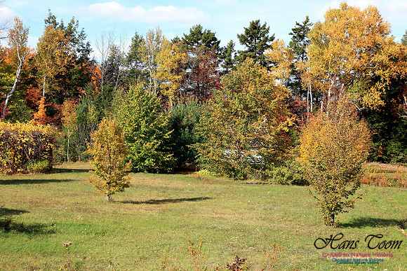 Maple Forest Fall Colours 2016