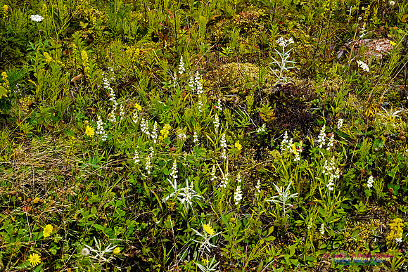 Nodding Ladies Tresses Orchid
