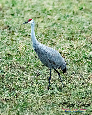 Sandhill Crane 802