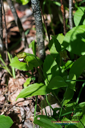 Ram's Head Orchid
