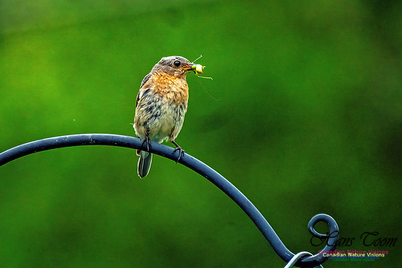 Eastern Bluebird 808