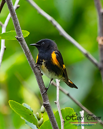 American Redstart 100