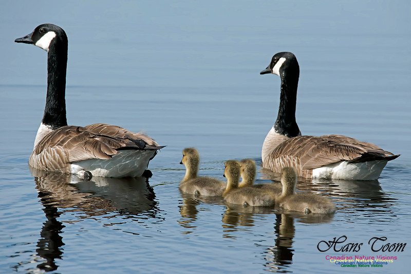 Canada Goose