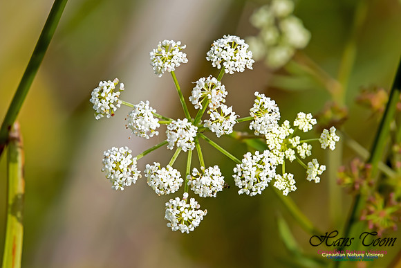 Water Hemlock