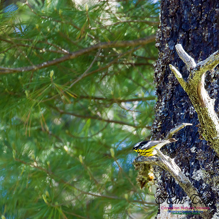 Magnolia Warbler 3