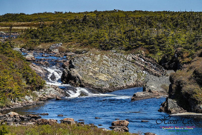 Cape Race 142