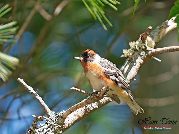 Bay-breasted Warbler 10