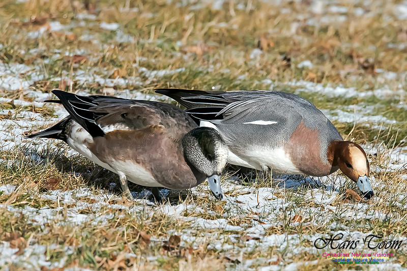 Eurasian and American Wigeon
