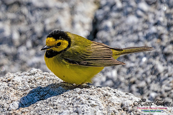 Hooded Warbler 703