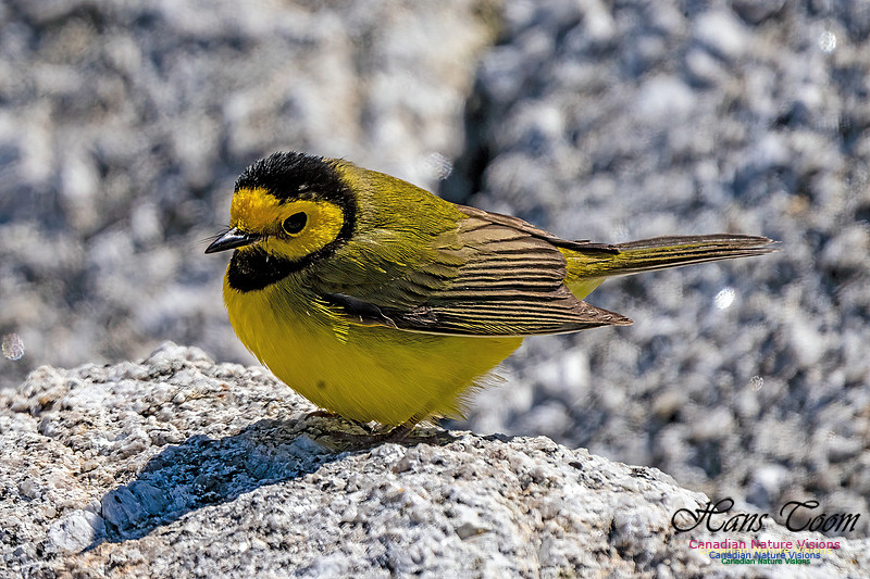 Hooded Warbler 703