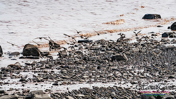 Evangeline Beach Shorebirds 2025 108