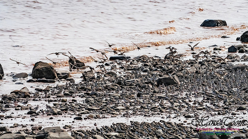 Evangeline Beach Shorebirds 2025 108