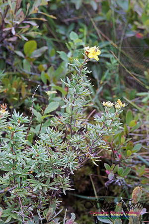 Unidentifed Wildflower