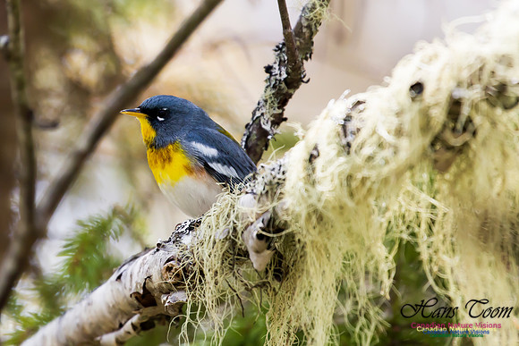 Northern Parula 7