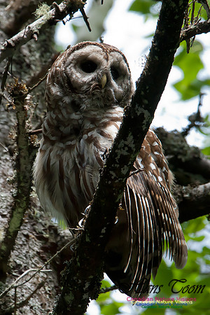 Barred Owl