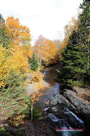 Maple Forest Fall Colours 2016