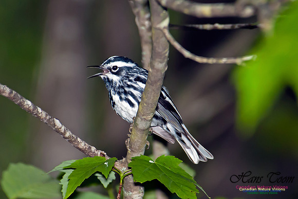 Black-and-White Warbler