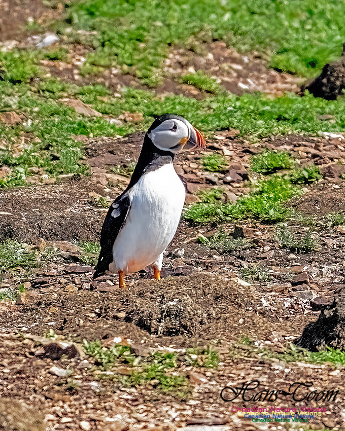 Elliston and Atlantic Puffins 116