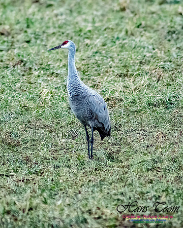 Sandhill Crane 800