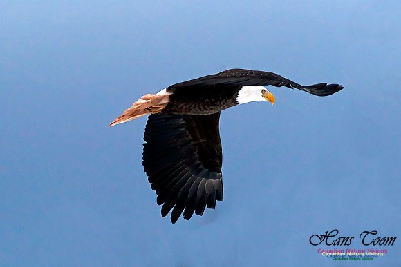 Bald Eagle