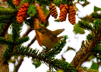 Kentucky Warbler