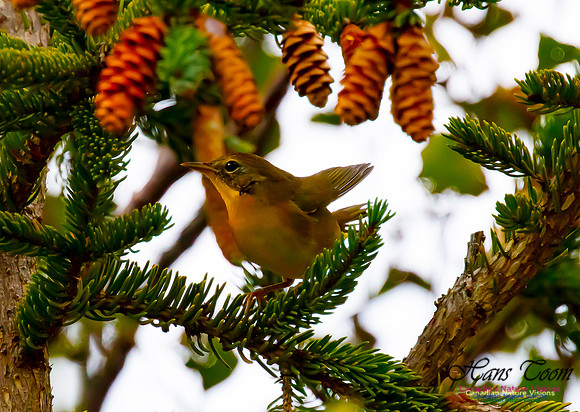 Kentucky Warbler(juvenile) 10