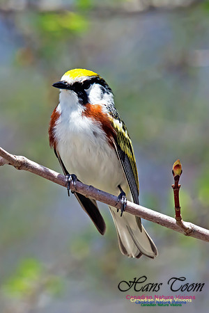 Chestnut-sided Warbler