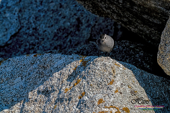 Grey Catbird 900