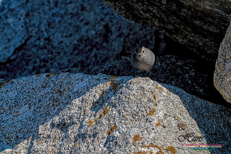 Grey Catbird 900