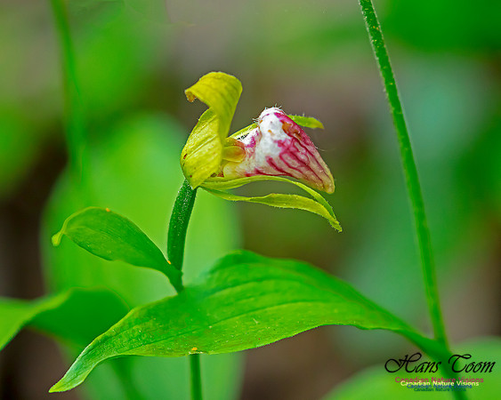 Ram's Head Orchid 106