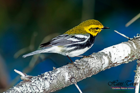 Black-throated Green Warbler