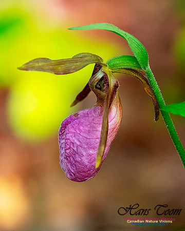 Pink Lady's Slipper Orchid 205