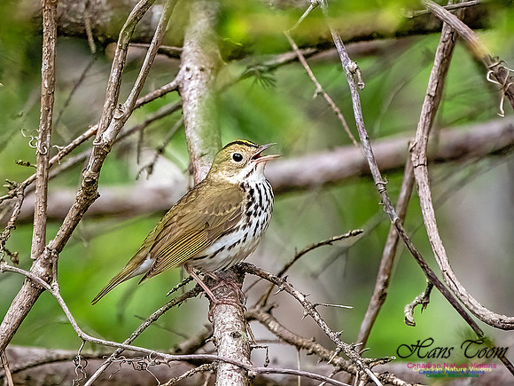 Ovenbird 701