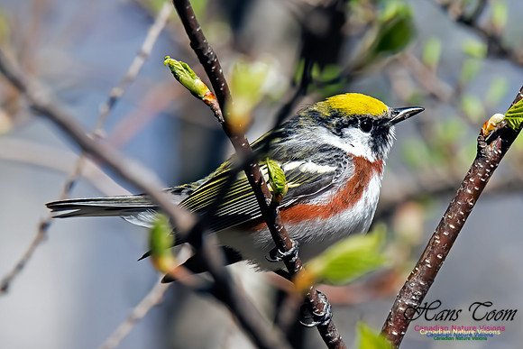 Chestnut-sided Warbler