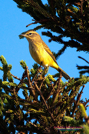 Palm Warbler