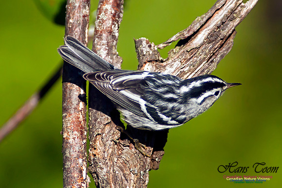 Black-and-White Warbler