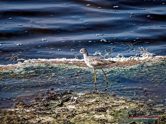 Cape Sable 2018 6