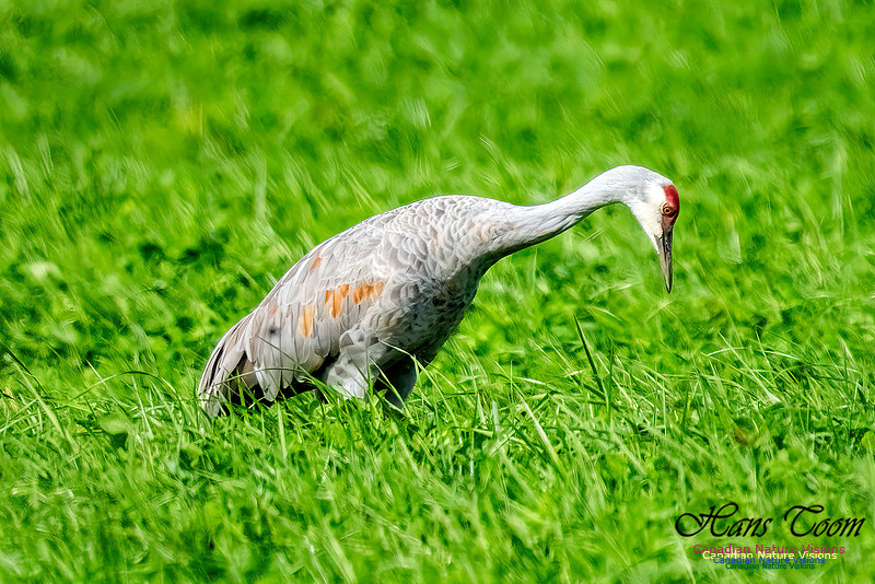 Sandhill Crane 353