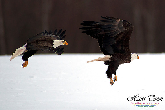 Bald Eagle