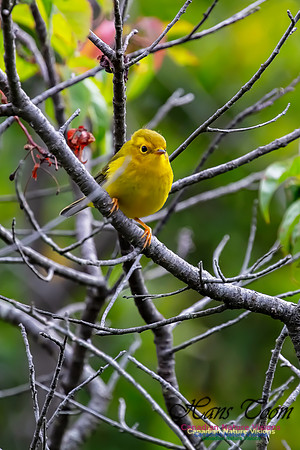Wilson's Warbler 1